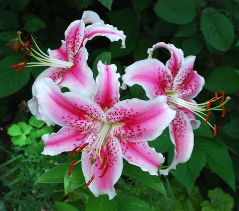 lily pics